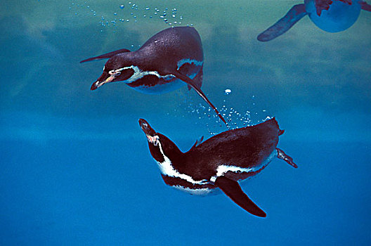 企鹅,环企鹅属,成年,游泳