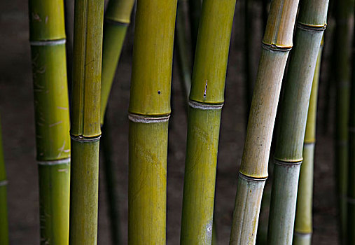 竹子,茎,竹林,乌镇,中国,亚洲
