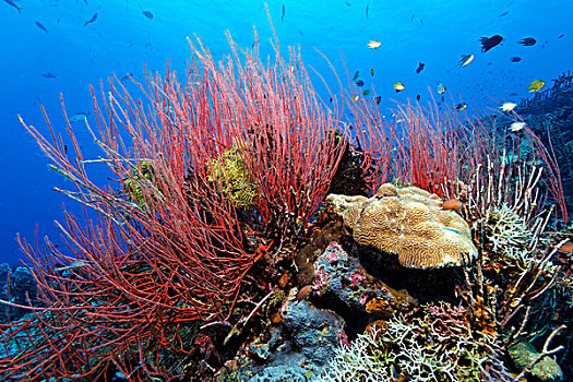 礁石,风景,软,珊瑚,湾,巴布亚新几内亚,水下