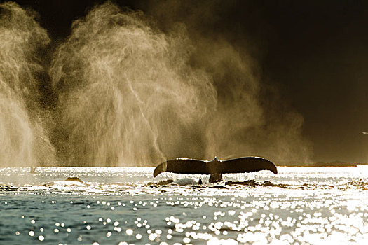 落日,薄雾,声音,驼背鲸,靠近,通加斯国家森林,东南阿拉斯加,夏天