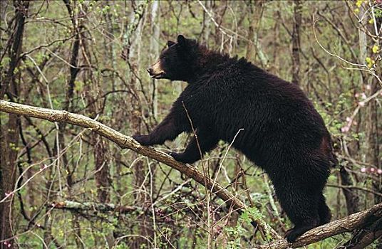 黑色,熊,美洲黑熊,哺乳动物,美国,北美,动物