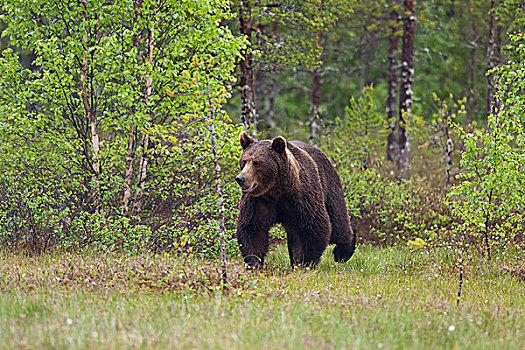 棕熊,针叶林带,北方,卡瑞里亚,芬兰,欧洲