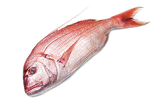 鲷鱼,红色,鱼肉,隔绝,白色背景
