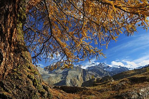 秋天,落叶松属植物,欧洲落叶松,国家公园,意大利