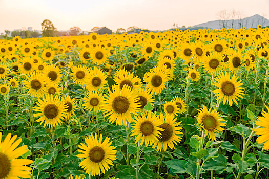 花海花田向日葵