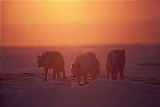 北极狼,狼,三个,日落,艾利斯摩尔岛,加拿大