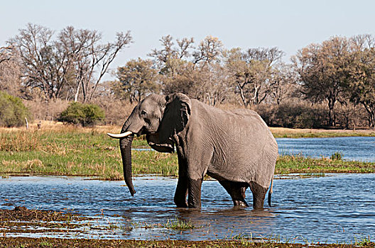 非洲象,奥卡万戈三角洲,博茨瓦纳