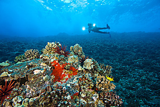 潜水者,莫洛基尼岛,靠近,南,毛伊岛,夏威夷,美国