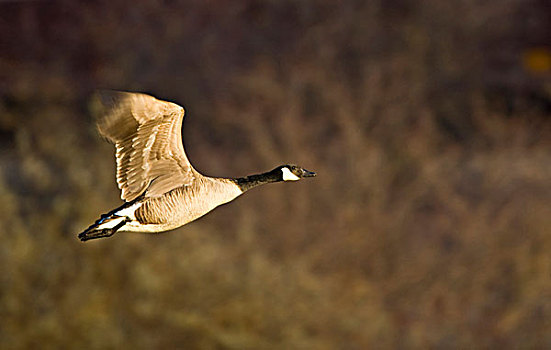 黑额黑雁,飞行,湿地,靠近,白鲑,蒙大拿
