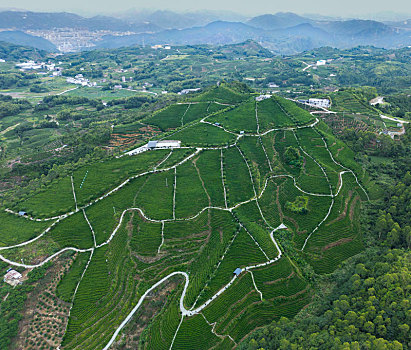 航拍有机茶山