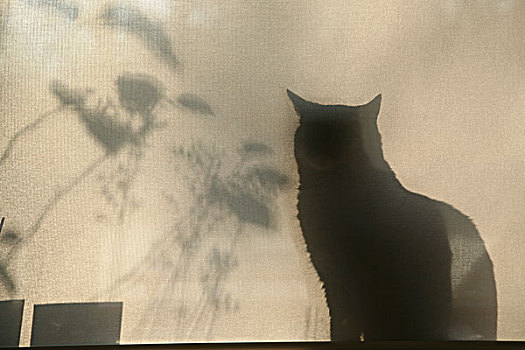 影子,猫
