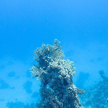 珊瑚礁,仰视,热带,海洋,水下