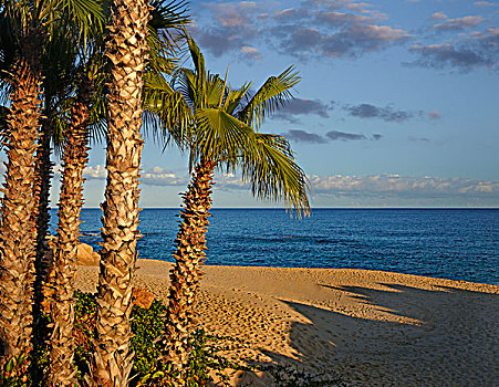 棕榈树,海滩,下加利福尼亚州,墨西哥