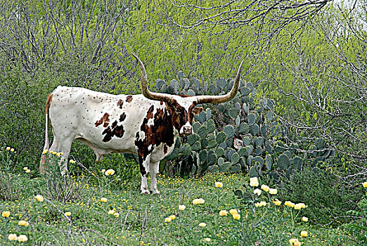 长角牛,牛,春天,德克萨斯,美国