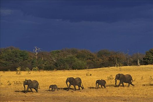 津巴布韦,非洲象