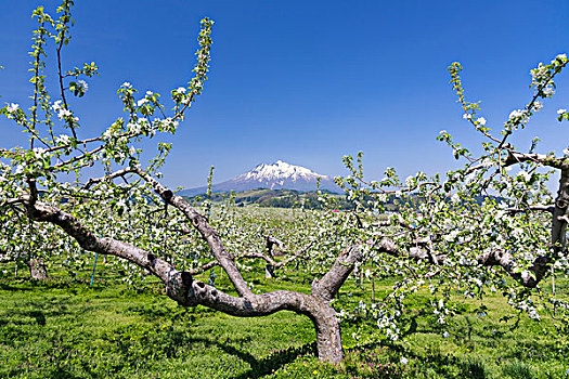 苹果花,山,磐城