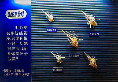 海螺,贝壳,标本,展示