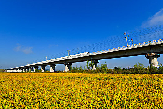 驶过稻田的高铁列车