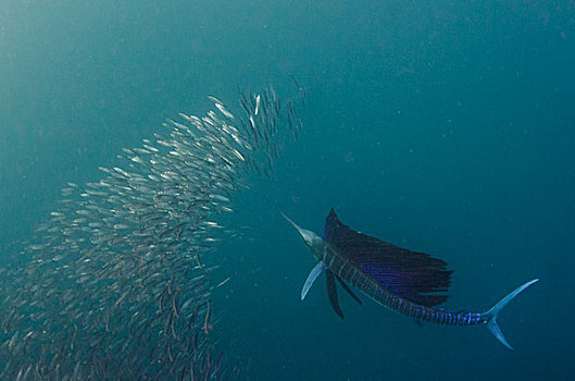 沙丁鱼,东开普省,南非