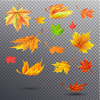 鲜明,秋天,下落,枫叶,插画,橙色,晴朗,黄色,绿色,彩色,隔绝,矢量,透明,背景