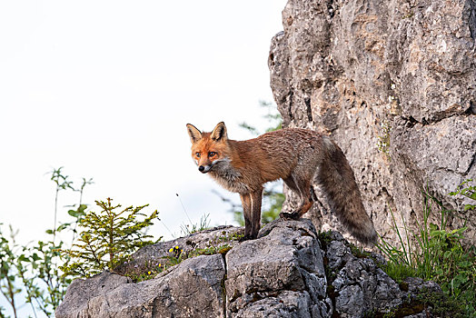 红狐,狐属,站立,岩石上,国家公园,公园,施蒂里亚,奥地利,欧洲