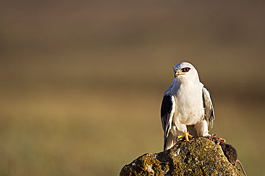 黑翼,鸢,捕食,多尼亚纳国家公园,西班牙