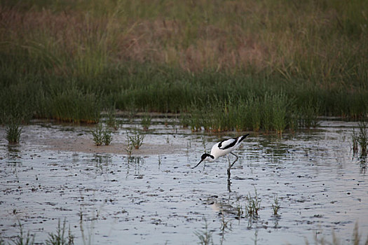 新疆巴里坤,巴里坤湖湿地水鸟优雅生活