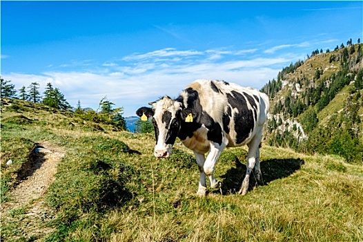 黑色,斑驳,母牛,阿尔卑斯山