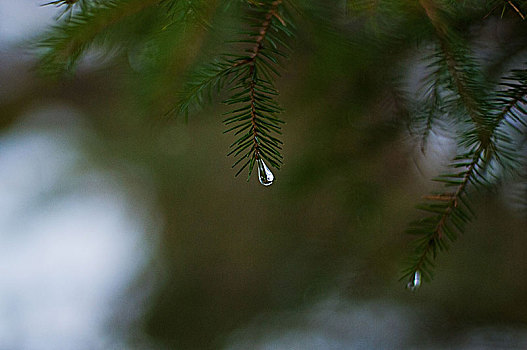 水滴,树,哈尔茨山,国家公园,德国,特写