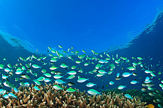 蓝绿色,雀鲷,靠近,珊瑚,帕劳,密克罗尼西亚,洛克群岛,世界遗产,西部,太平洋