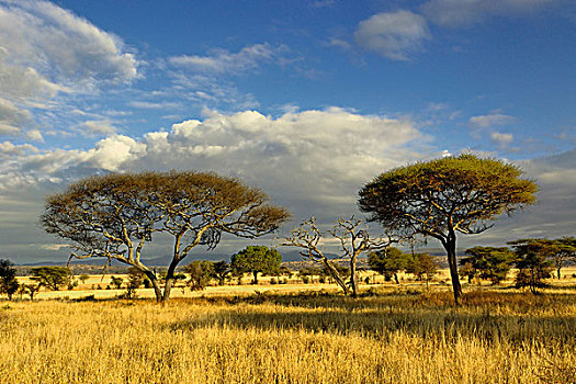 伞,刺,刺槐,塔兰吉雷国家公园,坦桑尼亚