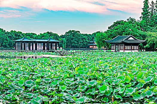 杭州西湖风光夏日荷花