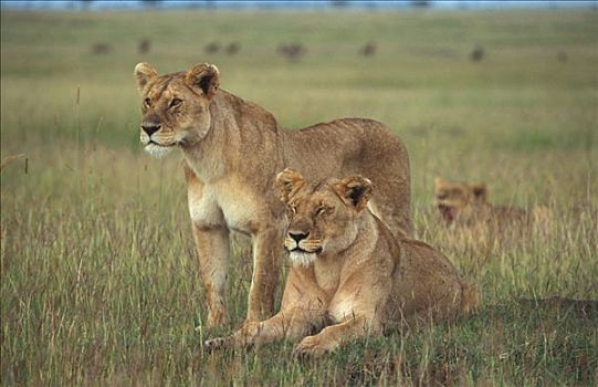 狮子,女性,马赛马拉,肯尼亚,非洲