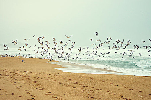 成群,海鸥,上方,海滩
