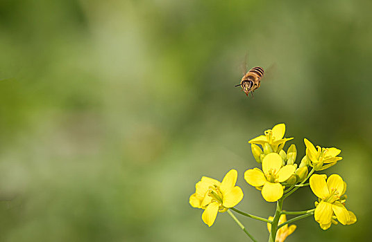 蜜蜂在油菜花上飞舞