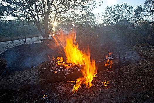 哥斯达黎加,尼科亚,半岛,火,燃烧,树林