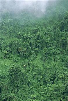 雨林,脚,山,乌波卢岛,岛屿,靠近,保护区,萨摩亚群岛