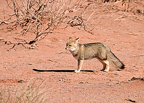 荒芜,狐狸,塔兰巴亚,国家公园,拉里奥哈,阿根廷