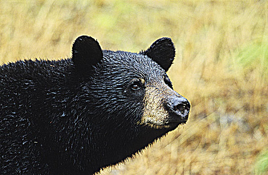 黑熊,肖像,不列颠哥伦比亚省,加拿大