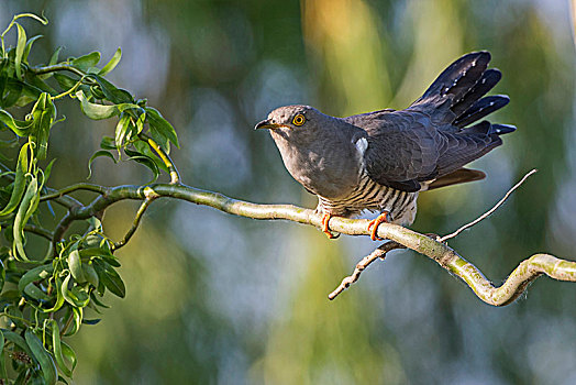 布谷鸟,大杜鹃,坐在树上,多瑙河三角洲,罗马尼亚,欧洲