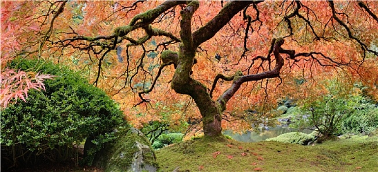 老,鸡爪枫,树,秋天,全景