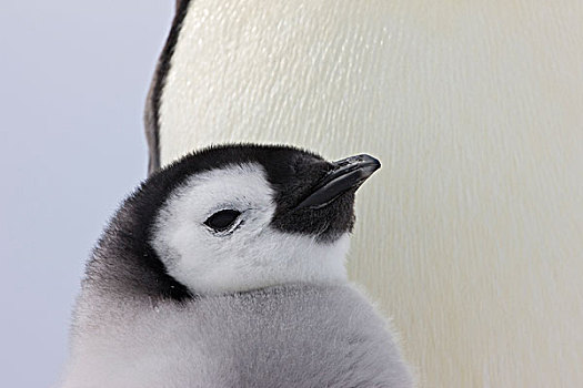 帝企鹅,幼禽,父母,冰,雪丘岛,南极