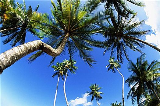 仰视,高,棕榈树,特立尼达