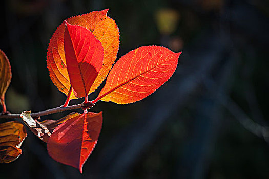 红色,秋叶,特写,照片,阳光,深色背景