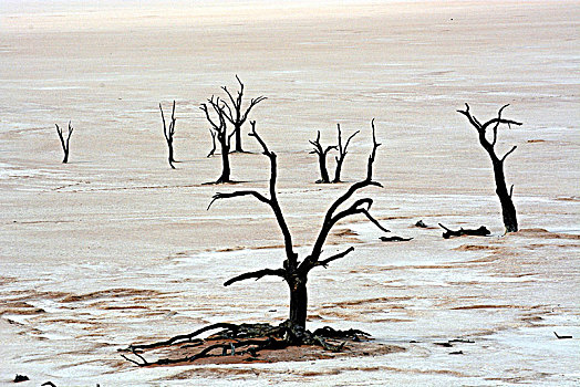 枯木,死亡谷,纳米比沙漠,区域,纳米比亚,非洲