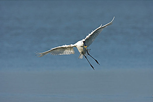白琵鷺,降落,自然保护区,弗莱福兰,荷兰
