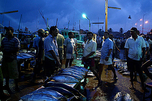 渔业,港口,蜂窝,活动,日出,海洋,鱼,售出,拍卖,斯里兰卡,七月,2005年