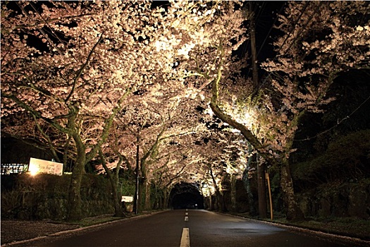 隧道,樱花,高地,静冈,日本,夜景