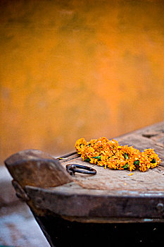 花,尾端,恒河,瓦腊纳西,印度