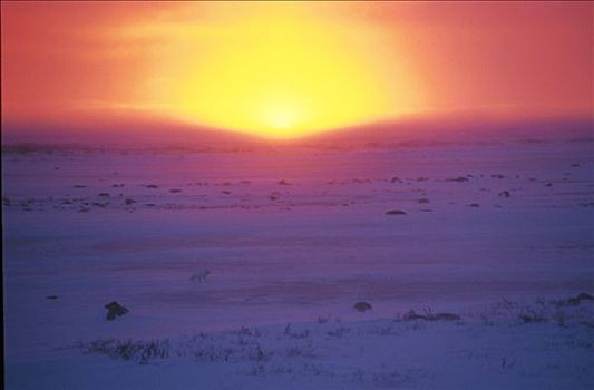 日落,北极狐,冬天,哈得逊湾,曼尼托巴,加拿大